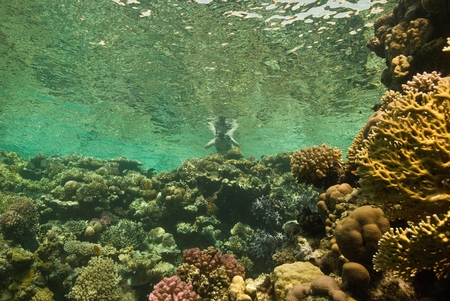 Snorkeller taking photoの写真素材