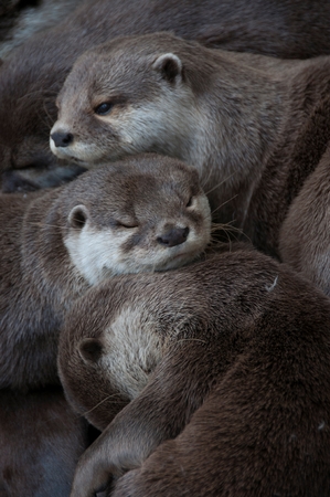 Close-up of an otter family cuddled togetherの写真素材