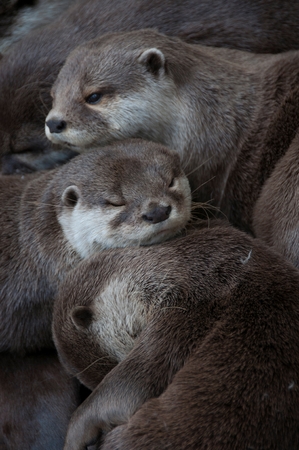 Close-up of an otter family cuddled togetherの素材 [FY31097797597]