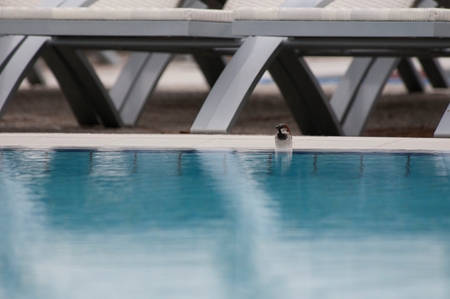 Sparrow at the side of a swimming poolの写真素材