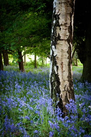 English wood with Bluebellsの写真素材