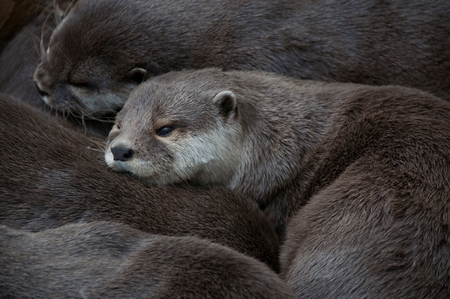 Close-up of an otter family cuddled togetherの写真素材