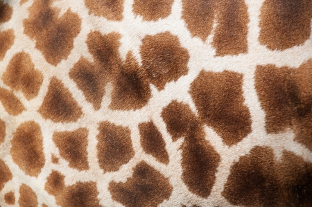 Abstract of giraffe patternの写真素材