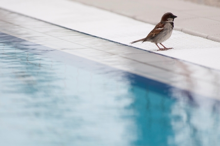 Sparrow at the side of a swimming poolの写真素材