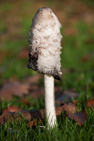 Close-up of an Ink capの写真素材
