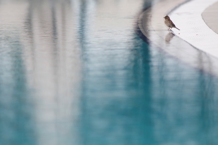 Sparrow at the side of a swimming poolの写真素材