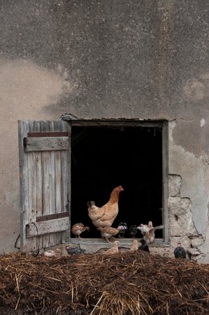 Chickens on a farm framed by doorwayの写真素材