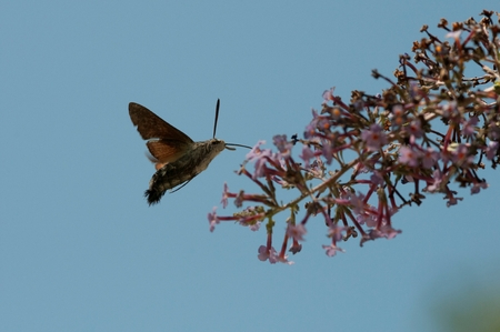 Hummingbird moth on a buddleia bushの写真素材