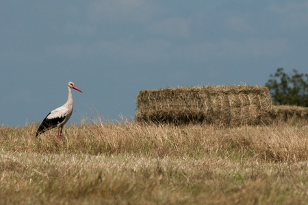 Ciconia in habitatの写真素材