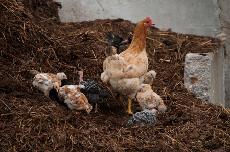 Chickens on a farmの写真素材