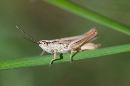 Grasshopper on a reedの写真素材
