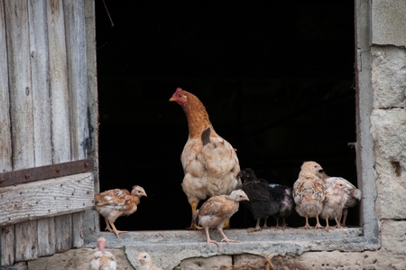Chickens on a farm framed by doorway