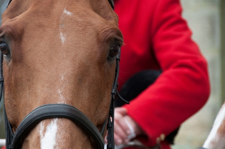 A close-up of a horse with a riderの写真素材