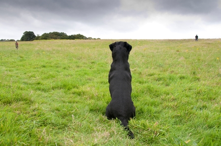 A dog waiting for his ownerの写真素材