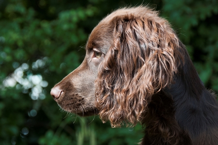 A close-up of a dog looking into the distanceの写真素材
