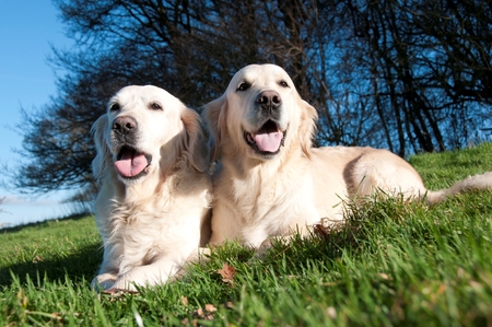 Golden retrievers in a fieldの写真素材