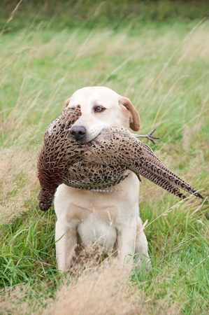 Hunting dog with a pheasant in its mouthの写真素材