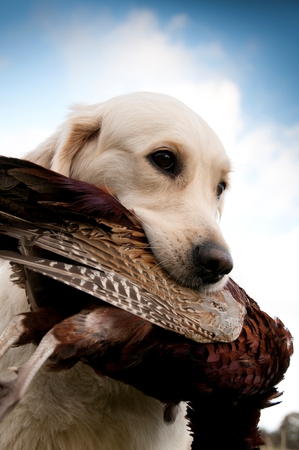Hunting dog with a pheasant in its moutgh