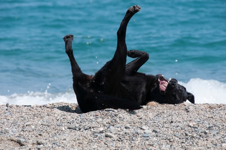 A dog playing in the surfの写真素材