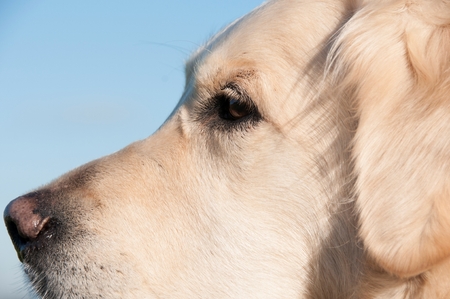 A close-up of a golden retrieverの写真素材