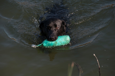 A dog playing by the waters edgeの写真素材