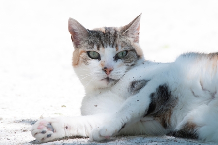 A cat lying downの写真素材