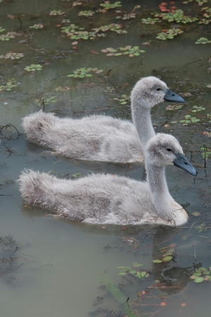 Cygnets swimming in a lakeの写真素材
