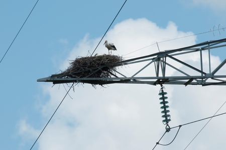 Ciconnia nesting on a power line