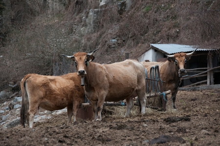 Cows on a farmの写真素材