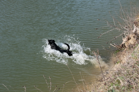 A dog paddling in some waterの写真素材