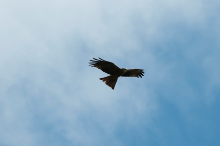 A kite flying with a clear blue skyの写真素材