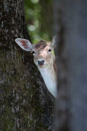 A deer in a woodlandsの写真素材