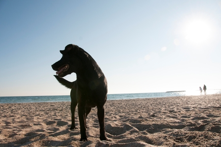A dog on the beachの写真素材