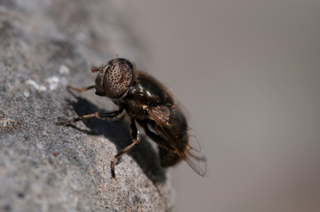 A macro of a fly
