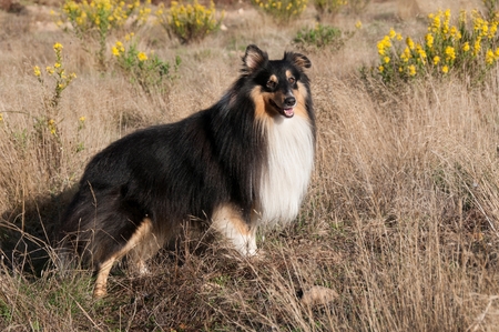A dog in a fieldの写真素材