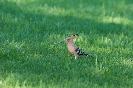 A Hoopoe in a fieldの写真素材