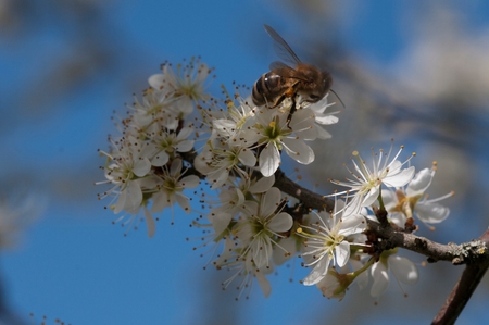A insect pollinating flowers
