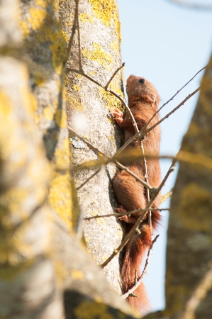 A red squirrel climbing a treeの写真素材