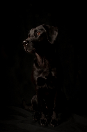 Studio portrait of a Dog, Isolated on a black backgroundの写真素材