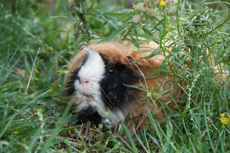 A guinea pig in a field