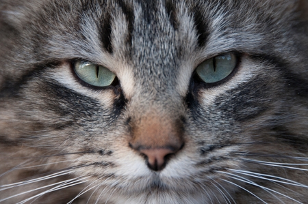 Close-up of a catの写真素材