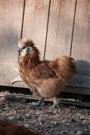 A chicken on a farm