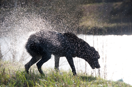 A dog shaking to get dryの写真素材