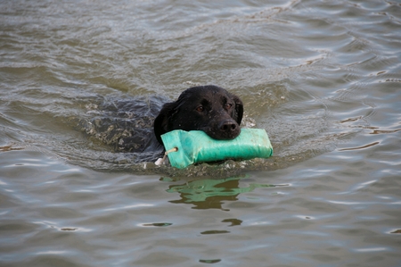 A dog paddling in some water