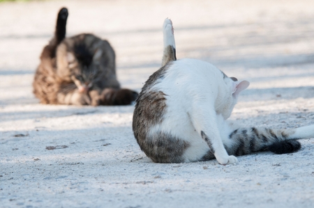 A pair of cats cleaning themselvesの写真素材