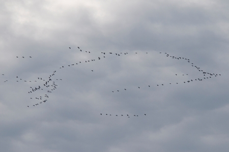 A flock of birds flying on a cloudy dayの写真素材