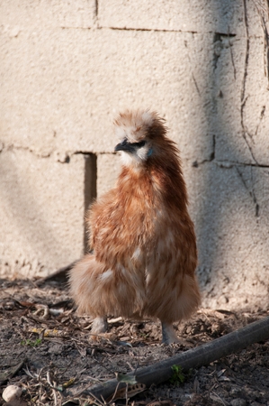 A chicken on a farmの写真素材