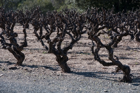 Dead treesの写真素材