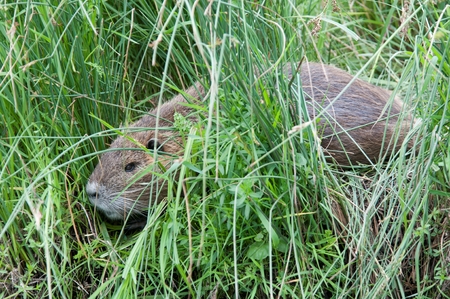 a coypu in a fieldの写真素材
