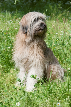A dog in a fieldの写真素材